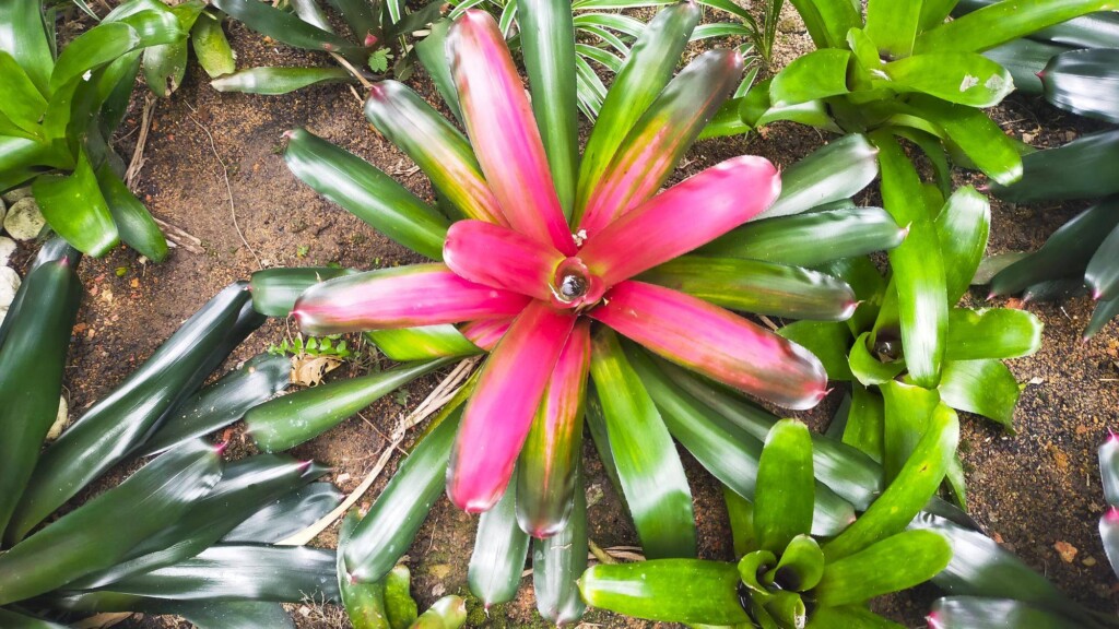 Musa tropicana jak szybko rośnie w domowych warunkach?