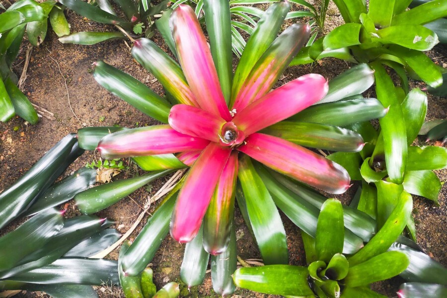 Musa tropicana jak szybko rośnie w domowych warunkach?