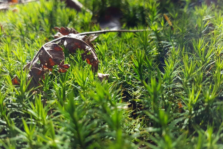 Hakonechloa kiedy ciąć aby zachować zdrowy wygląd rośliny?