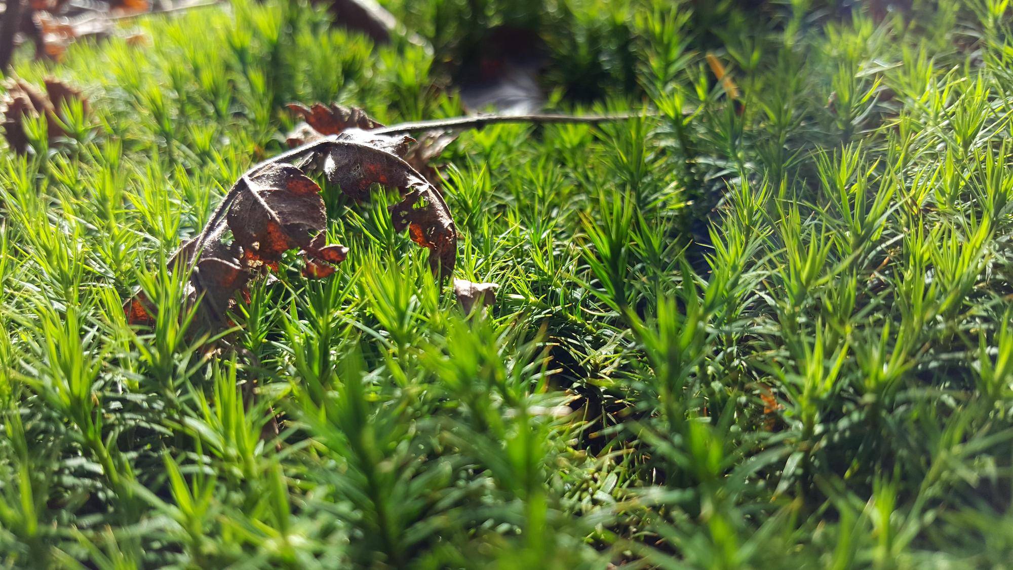 Hakonechloa kiedy ciąć aby zachować zdrowy wygląd rośliny?