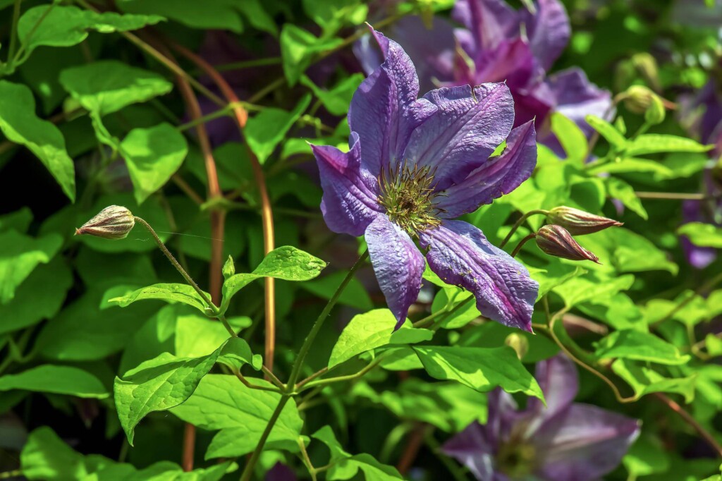 Kiedy kwitnie clematis i jak rozpoznać ten moment?