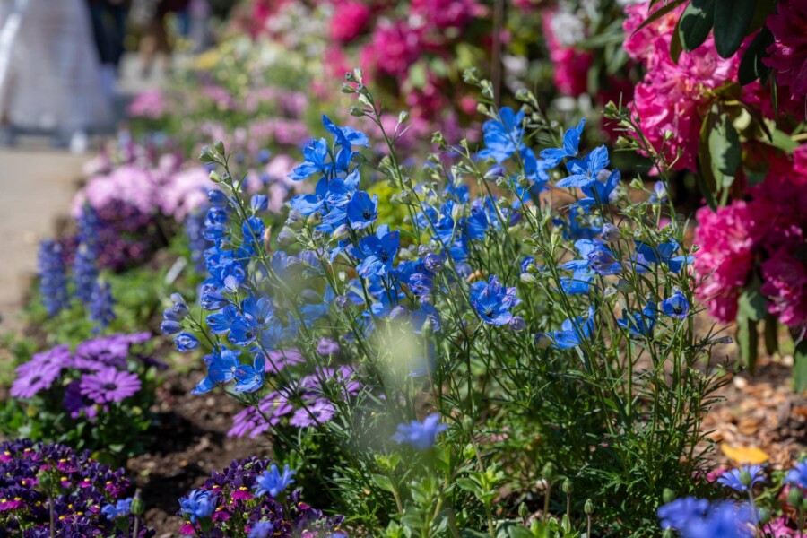 Lobelia czy jest wieloletnia i jak ją uprawiać w ogrodzie?