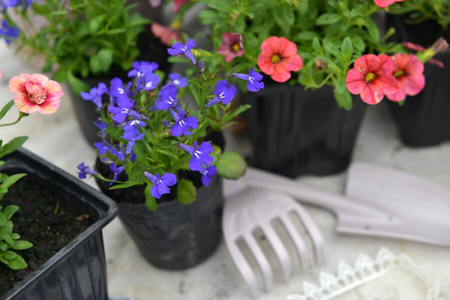 Lobelia kiedy sadzić aby cieszyć się bujnym kwitnieniem?